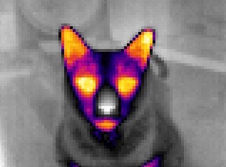 github-thermal-detection